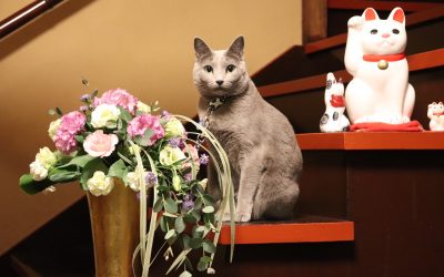 楽天トラベル看板猫１５位入賞